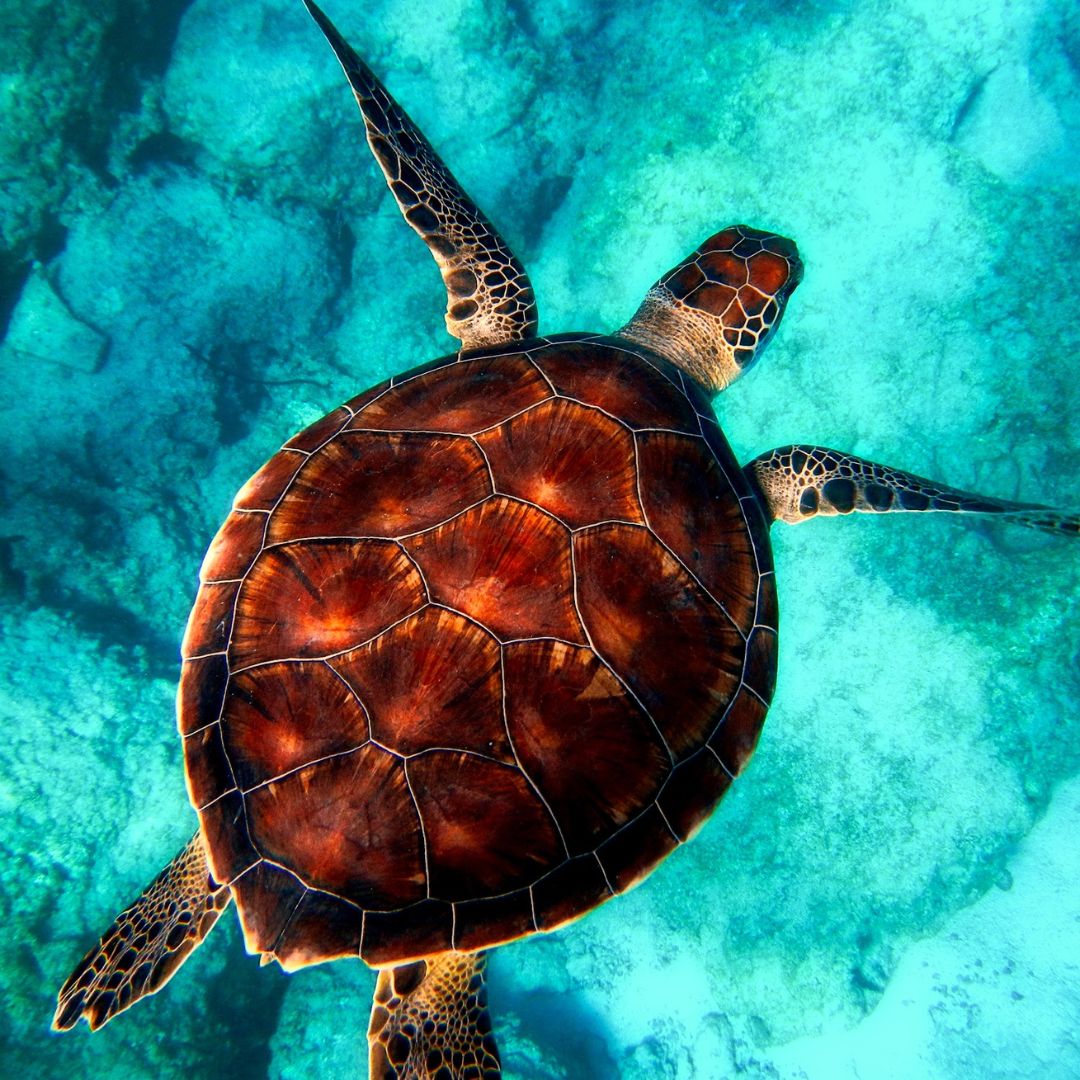 tortue dans l'eau